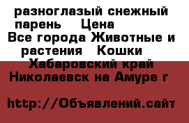 разноглазый снежный парень. › Цена ­ 10 000 - Все города Животные и растения » Кошки   . Хабаровский край,Николаевск-на-Амуре г.